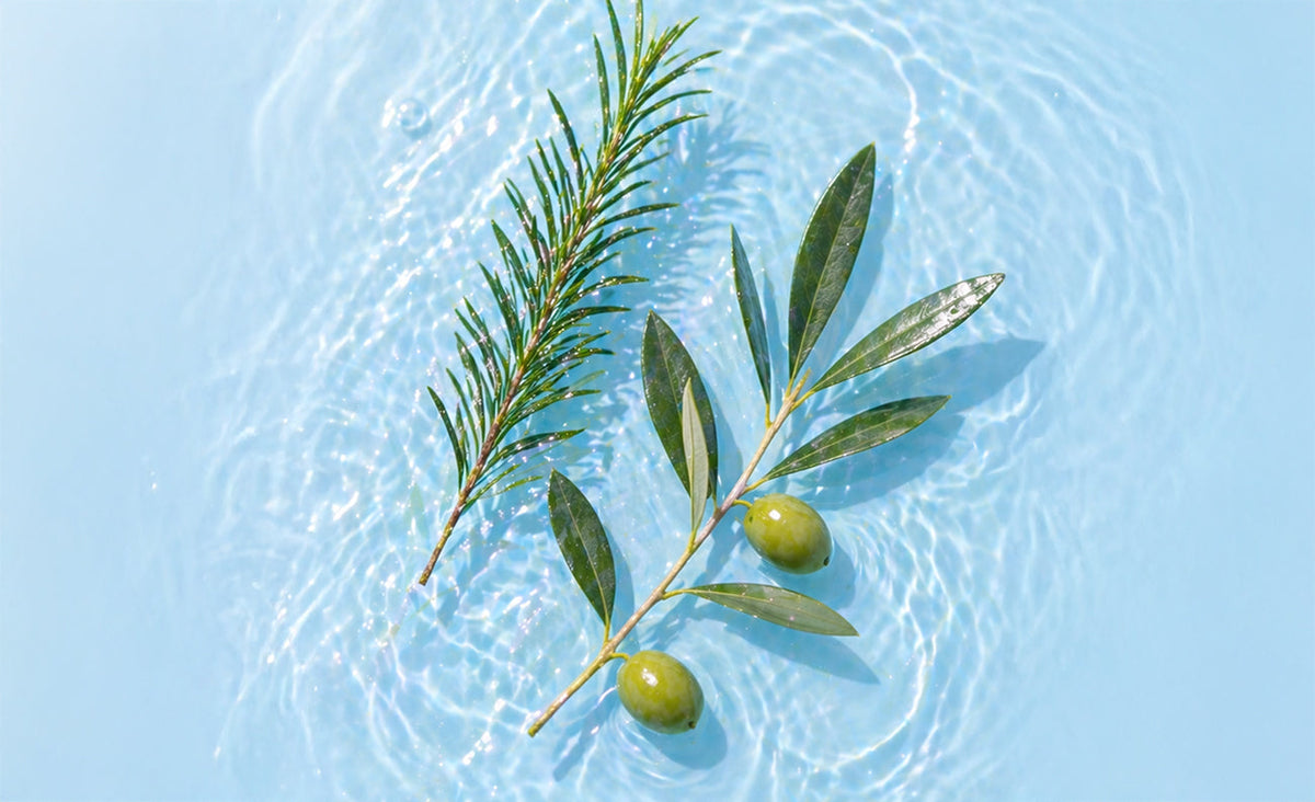 Ingredient Deep Dive ③ Why Tea Tree & Olive Leaf Are Better Together